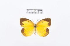 Abaeis nicippe by the Smithsonian. Used under a CC0 license.