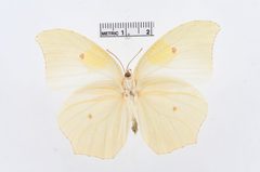 Anteos clorinde by the Smithsonian. Used under a CC0 license.