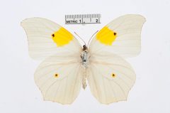 Anteos clorinde by the Smithsonian. Used under a CC0 license.