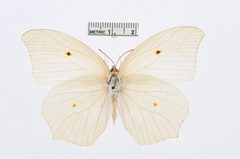 Anteos clorinde by the Smithsonian. Used under a CC0 license.