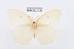 Anteos clorinde by the Smithsonian. Used under a CC0 license.