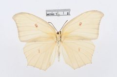 Anteos maerula by the Smithsonian. Used under a CC0 license.