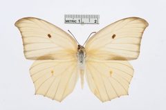 Anteos maerula by the Smithsonian. Used under a CC0 license.