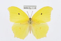 Anteos maerula by the Smithsonian. Used under a CC0 license.