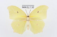 Anteos maerula by the Smithsonian. Used under a CC0 license.