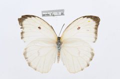 Anteos menippe by the Smithsonian. Used under a CC0 license.