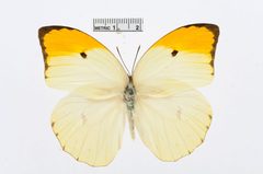 Anteos menippe by the Smithsonian. Used under a CC0 license.