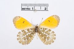 Anthocharis bambusarum by the Smithsonian. Used under a CC0 license.