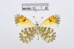 Anthocharis cethura by the Smithsonian. Used under a CC0 license.