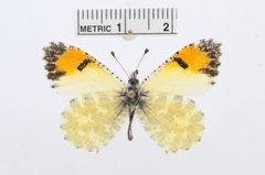 Anthocharis cethura by the Smithsonian. Used under a CC0 license.