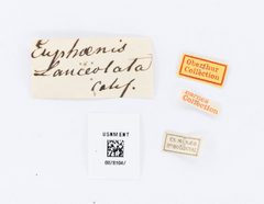 Anthocharis lanceolata by the Smithsonian. Used under a CC0 license.