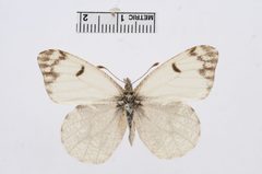 Anthocharis lanceolata by the Smithsonian. Used under a CC0 license.