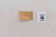 Anthocharis lanceolata by the Smithsonian. Used under a CC0 license.