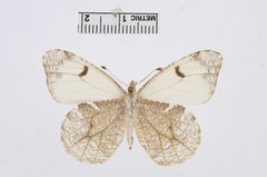 Anthocharis lanceolata by the Smithsonian. Used under a CC0 license.