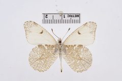 Anthocharis lanceolata by the Smithsonian. Used under a CC0 license.