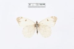 Anthocharis lanceolata by the Smithsonian. Used under a CC0 license.