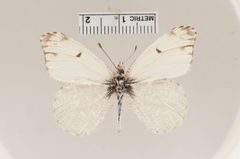 Anthocharis lanceolata by the Smithsonian. Used under a CC0 license.