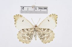 Anthocharis midea by the Smithsonian. Used under a CC0 license.
