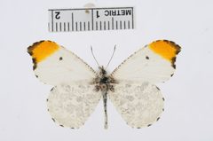 Anthocharis midea by the Smithsonian. Used under a CC0 license.