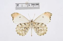 Anthocharis midea by the Smithsonian. Used under a CC0 license.