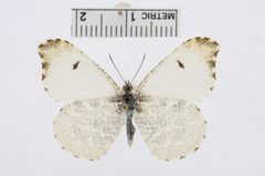 Anthocharis midea by the Smithsonian. Used under a CC0 license.
