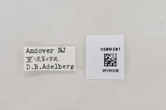 Anthocharis midea by the Smithsonian. Used under a CC0 license.