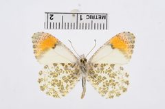 Anthocharis sara by the Smithsonian. Used under a CC0 license.