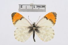 Anthocharis sara by the Smithsonian. Used under a CC0 license.