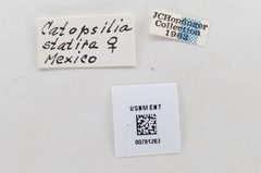 Aphrissa boisduvalii by the Smithsonian. Used under a CC0 license.
