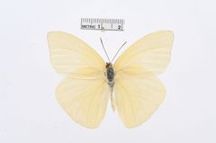 Aphrissa boisduvalii by the Smithsonian. Used under a CC0 license.