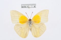 Aphrissa orbis by the Smithsonian. Used under a CC0 license.