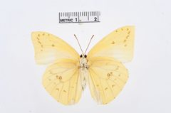 Aphrissa orbis by the Smithsonian. Used under a CC0 license.