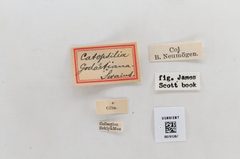 Aphrissa orbis by the Smithsonian. Used under a CC0 license.