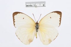 Aphrissa schausi by the Smithsonian. Used under a CC0 license.