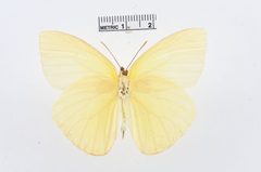 Aphrissa statira by the Smithsonian. Used under a CC0 license.