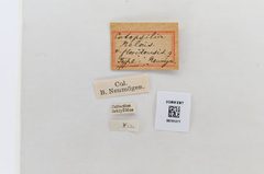 Aphrissa statira by the Smithsonian. Used under a CC0 license.