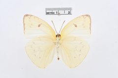Aphrissa statira by the Smithsonian. Used under a CC0 license.