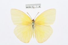 Aphrissa statira by the Smithsonian. Used under a CC0 license.