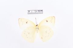 Aphrissa statira by the Smithsonian. Used under a CC0 license.