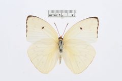 Aphrissa statira by the Smithsonian. Used under a CC0 license.