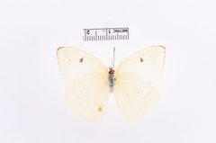 Aphrissa statira by the Smithsonian. Used under a CC0 license.