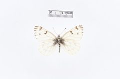 Ascia sisymbrii f. transversa by the Smithsonian. Used under a CC0 license.