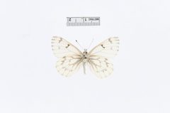 Ascia sisymbrii f. transversa by the Smithsonian. Used under a CC0 license.