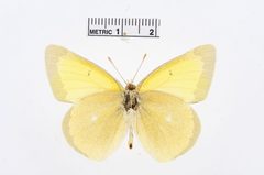 Colias alexandra by the Smithsonian. Used under a CC0 license.