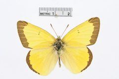 Colias alexandra by the Smithsonian. Used under a CC0 license.