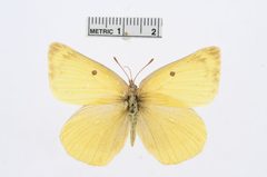 Colias alexandra by the Smithsonian. Used under a CC0 license.