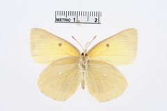 Colias alexandra by the Smithsonian. Used under a CC0 license.