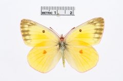 Colias christina by the Smithsonian. Used under a CC0 license.