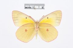 Colias christina by the Smithsonian. Used under a CC0 license.