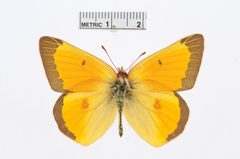 Colias christina by the Smithsonian. Used under a CC0 license.